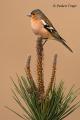 Pinzon vulgar (Fringilla coelebs)