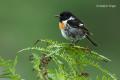 Tarabilla común (Saxicola torquata)