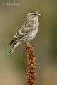 Gorrion chillon (Petronia petronia)