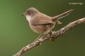 Curruca cabecinegra (Sylvia melanocephala)