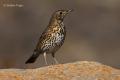 Zorzal común (Turdus philomelos)