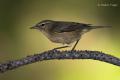 Mosquitero canario (Phylloscopus canariensis)