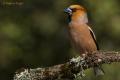 Picogordo (Coccothraustes coccothraustes)