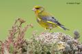 Verderon (Carduelis chloris)