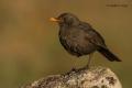 Mirlo común (Turdus merula)