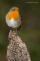 Petirrojo (Erithacus rubecula)