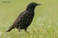 Estornino pinto (Sturnus vulgaris)