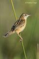 Buitron (Cisticola juncidis)