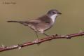 Curruca cabecinegra (Sylvia melanocephala)