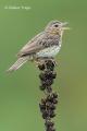 Bisbita arbóreo (Anthus trivialis)