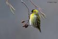 Lugano (Carduelis spinus)