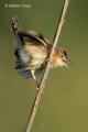 Buitron (Cisticola juncidis)