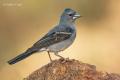 Pinzon azul (Fringilla teydea)