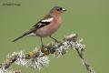 Pinzon vulgar (Fringilla coelebs)