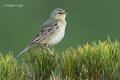 Bisbita campestre (Anthus campestris)