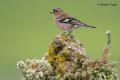 Pinzon vulgar (Fringilla coelebs)