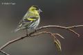 Lugano (Carduelis spinus)