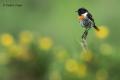 Tarabilla común (Saxicola torquata)