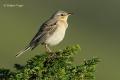 Bisbita campestre (Anthus campestris)