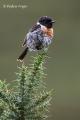 Tarabilla común (Saxicola torquata)