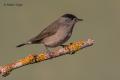 Curruca capirotada (Sylvia atricapilla)