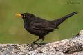 Mirlo común (Turdus merula)