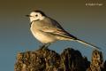 Lavandera blanca (Motacilla alba)