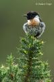 Tarabilla común (Saxicola torquata)