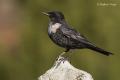 Mirlo capiblanco (Turdus torquatus)