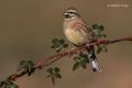 Escribano soteño (Emberiza cirlus)