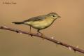 Mosquitero musical (Phylloscopus trochilus)