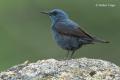 Roquero solitario (Monticola solitarius)