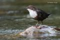 Mirlo acuatico (Cinclus cinclus)