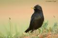 Estornino negro (Sturnus unicolor)