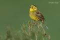 Escribano cerillo (Emberiza citrinella)