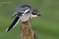 Alcaudón real (Lanius excubitor)