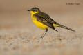 Lavandera Boyera (Motacilla flava)