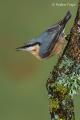 Trepador azul (Sitta europea)