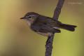 Mosquitero canario (Phylloscopus canariensis)