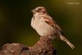 Gorrion comun (Passer domesticus)