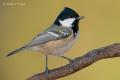 Carbonero garrapinos (Parus ater)