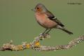 Pinzon vulgar (Fringilla coelebs)