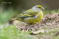 Verderón serrano (Carduelis citrinella)