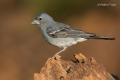 Pinzon azul (Fringilla teydea)