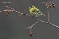 Lugano (Carduelis spinus)