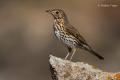 Zorzal común (Turdus philomelos)