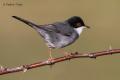 Curruca cabecinegra (Sylvia melanocephala)