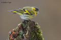 Lugano (Carduelis spinus)