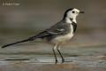 Lavandera blanca (Motacilla alba)