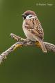 Gorrion molinero (Passer montanus)